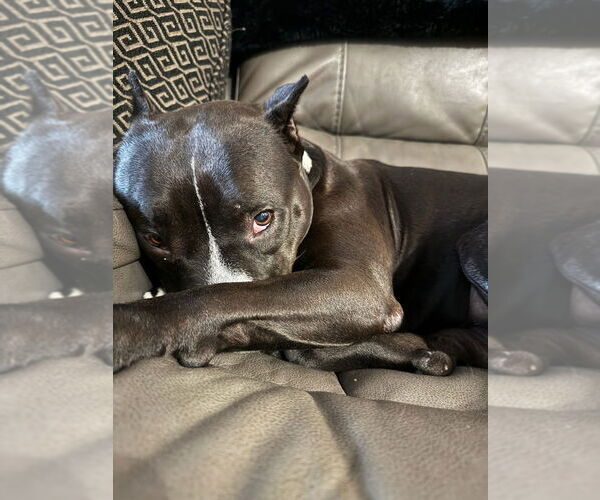 Medium Photo #9 American Staffordshire Terrier-Unknown Mix Puppy For Sale in Lake Forest, CA, USA
