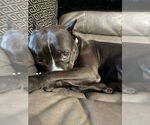Small #8 American Staffordshire Terrier Mix