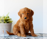 Small #2 Goldendoodle