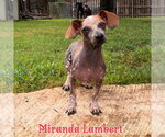 Small #4 Dachshund