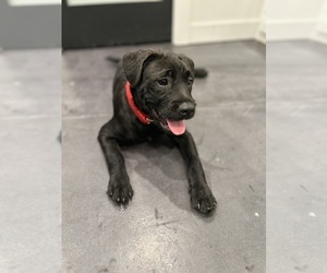 French Bulldog-Goldendoodle Mix Dog for Adoption in CHICAGO, Illinois USA