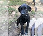 Small Photo #4 Mutt Puppy For Sale in Mooresville, NC, USA