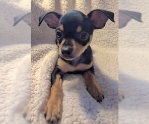 Jack Chi Dogs for adoption in Olalla, WA, USA