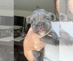 Small #2 French Bulldog
