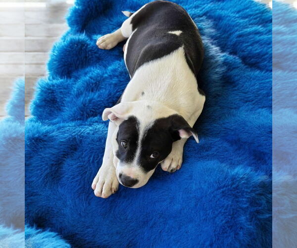 Medium Photo #2 American Pit Bull Terrier Puppy For Sale in Menifee, CA, USA