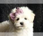 Puppy Emma F1 Maltipoo