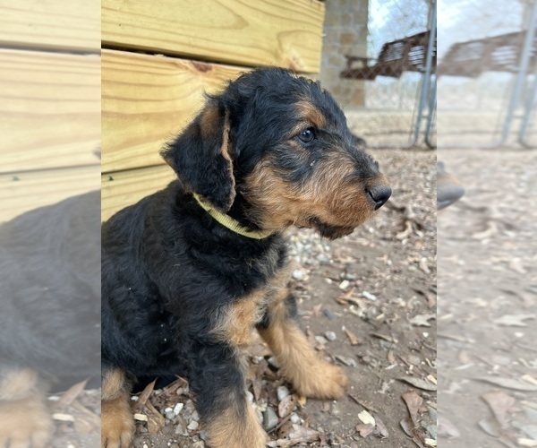 Medium Photo #15 Airedale Terrier Puppy For Sale in GILMER, TX, USA