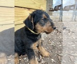 Small #14 Airedale Terrier