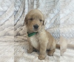 Small Photo #34 Golden Retriever Puppy For Sale in IRWIN, PA, USA