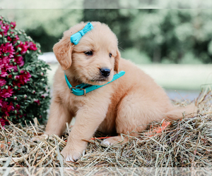 Golden Retriever Puppy for sale in LIBERTY, KY, USA