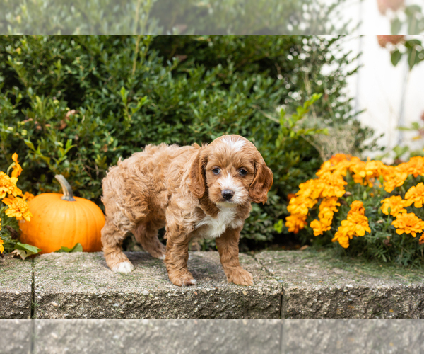 Medium Photo #13 Cocker Spaniel-Poodle (Miniature) Mix Puppy For Sale in NAPPANEE, IN, USA