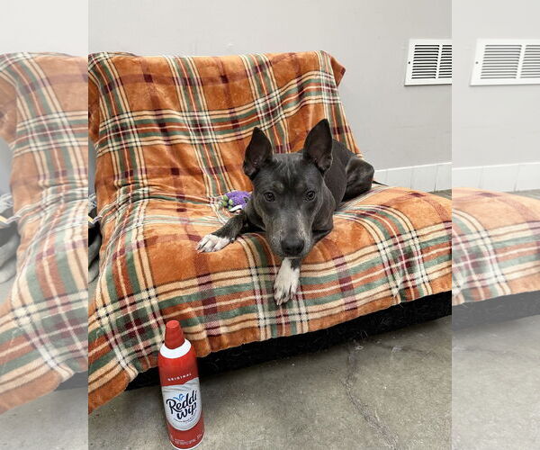 Medium Photo #4 Mutt Puppy For Sale in Rockaway, NJ, USA