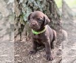 Small Photo #5 Labrador Retriever Puppy For Sale in GLADSTONE, VA, USA
