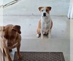 Small #2 American Pit Bull Terrier Mix
