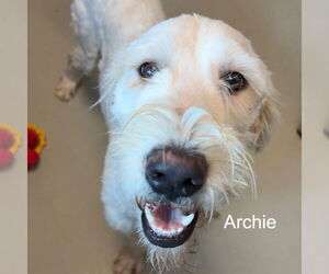 Labradoodle Dogs for adoption in NEWPORT NH, NH, USA