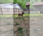 Small #4 America Bandogge Mastiff