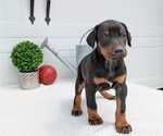 Small #3 Doberman Pinscher