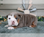 Small Photo #16 Beabull Puppy For Sale in MILLERSBURG, OH, USA