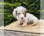 Small #3 Dachshund