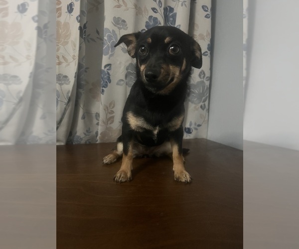 Medium Photo #18 Chihuahua Puppy For Sale in DURHAM, CT, USA