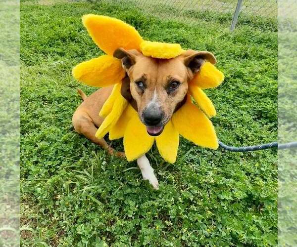 Medium Photo #4 Mutt Puppy For Sale in Abbeville, LA, USA