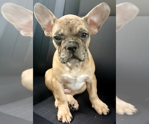 French Bulldog Puppy for sale in TAMPA, FL, USA