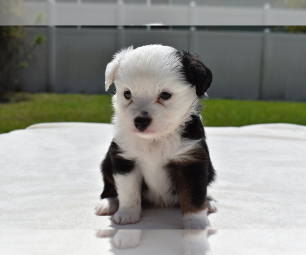 Medium Photo #1 Miniature Australian Shepherd Puppy For Sale in PALM COAST, FL, USA