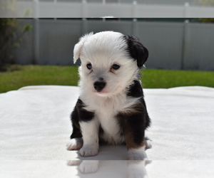 Miniature Australian Shepherd Puppy for sale in PALM COAST, FL, USA