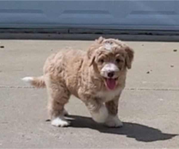 Medium Photo #2 Bordoodle Puppy For Sale in ASHLAND, OH, USA