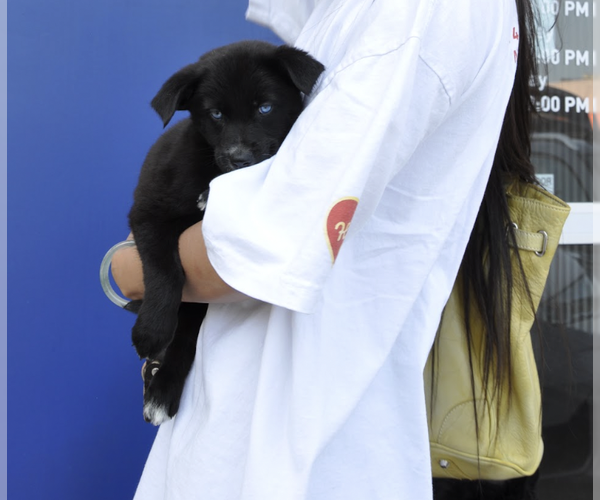 Medium Photo #4 Mutt Puppy For Sale in Brooklyn, NY, USA