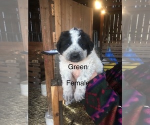 Great Pyrenees-Maremma Sheepdog Mix Puppy for sale in MOUNTAIN CITY, TN, USA