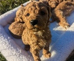 Puppy TINSEL Goldendoodle-Poodle (Standard) Mix