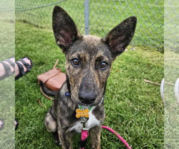 Medium Photo #17 Mutt Puppy For Sale in Fargo, ND, USA