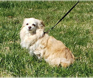 Chihuahua Dogs for adoption in Lexington Park, MD, USA