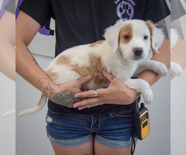 Medium Photo #2 Colonial Cocker Spaniel-English Setter Mix Puppy For Sale in Huntley, IL, USA