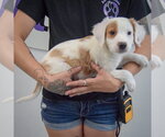 Small #1 Colonial Cocker Spaniel-English Setter Mix