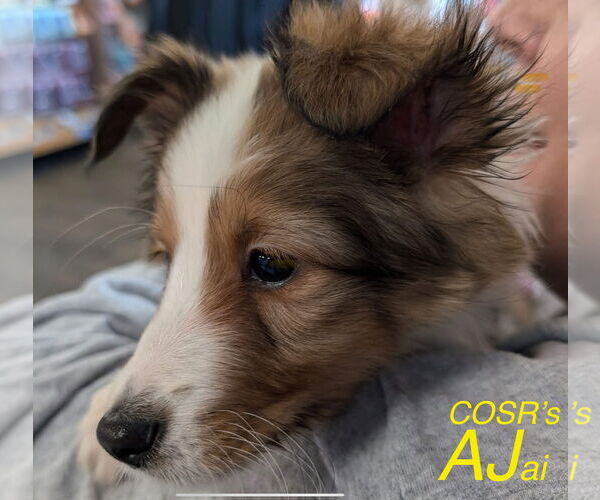 Medium Photo #2 Mutt Puppy For Sale in Columbus, OH, USA