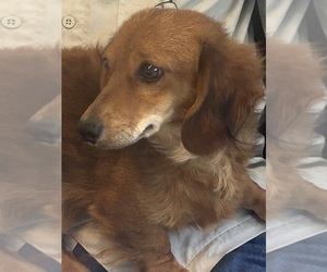 Dachshund Puppy for sale in WILEY, CO, USA