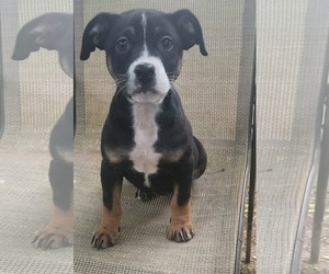 Boxer-Unknown Mix Dogs for adoption in SHERBURNE, NY, USA
