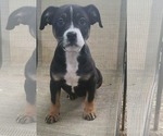 Small Boxer Mix