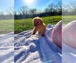 Small #8 Bernedoodle-Doodle Mix
