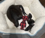 Small Photo #4 Boston Terrier Puppy For Sale in BROOKLINE, PA, USA