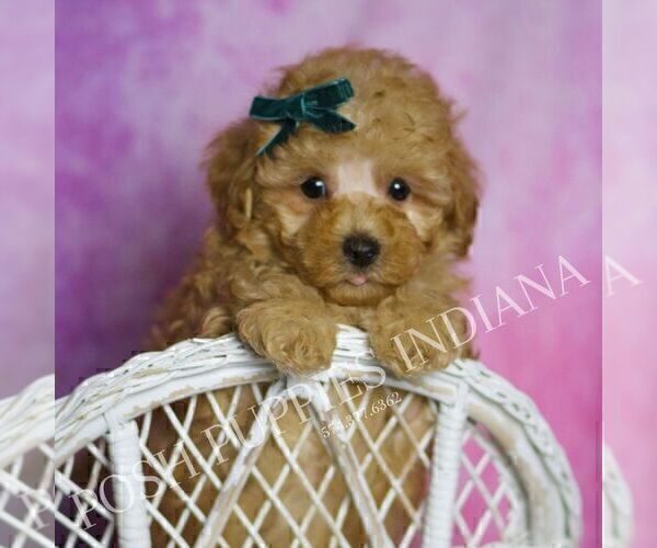 Medium Photo #4 Maltipoo (Toy) Puppy For Sale in WARSAW, IN, USA