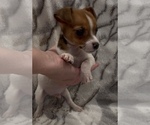 Small #10 Jack Russell Terrier