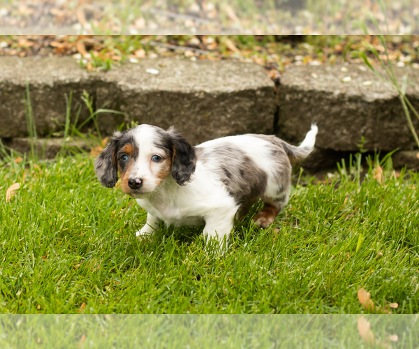 Medium Photo #6 Dachshund Puppy For Sale in BREMEN, IN, USA