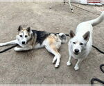 Small Photo #12 Siberian Husky-Unknown Mix Puppy For Sale in Corona, CA, USA