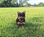 Small Photo #19 Yoranian Puppy For Sale in LEWISBURG, KY, USA