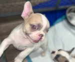 Small Photo #15 French Bulldog Puppy For Sale in HOUSTON, TX, USA