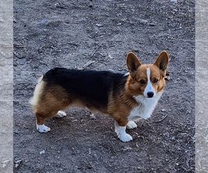 Father of the Pembroke Welsh Corgi puppies born on 12/07/2024