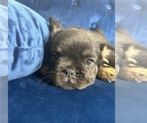 French Bulldog Puppy for sale in CHARLOTTESVILLE, VA, USA